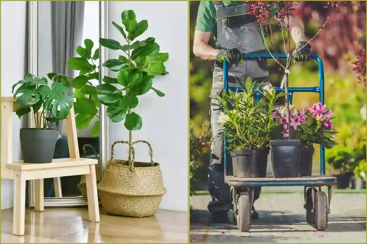 flower plants vastu tips