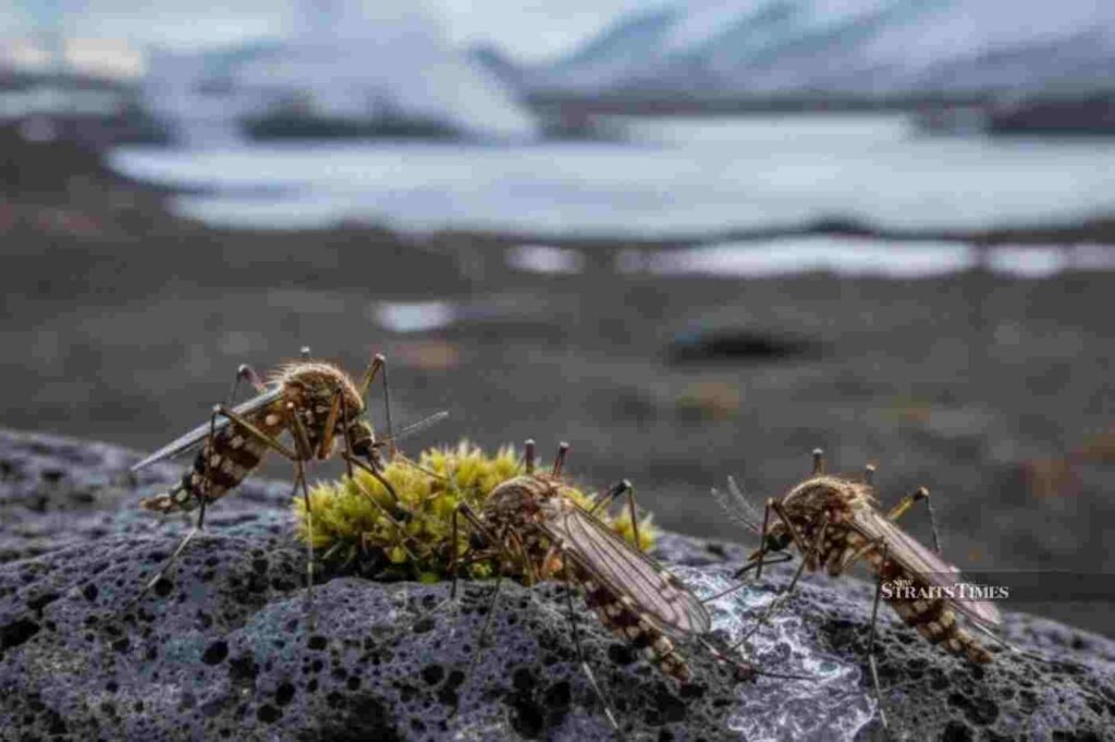 iceland mosquitoes 1 ஐஸ்லாந்துக்கு அலர்ட்!. முதல்முறையாக நுழைந்த கொசுக்கள்!. ஆய்வாளர்கள் அதிர்ச்சி!
