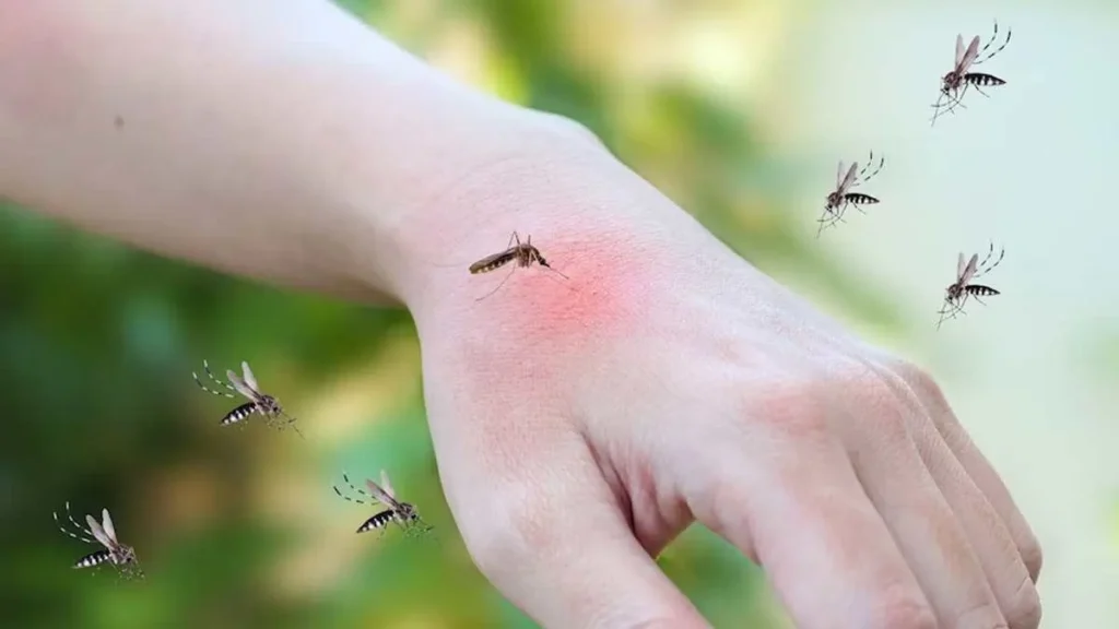 mosquito mosquito