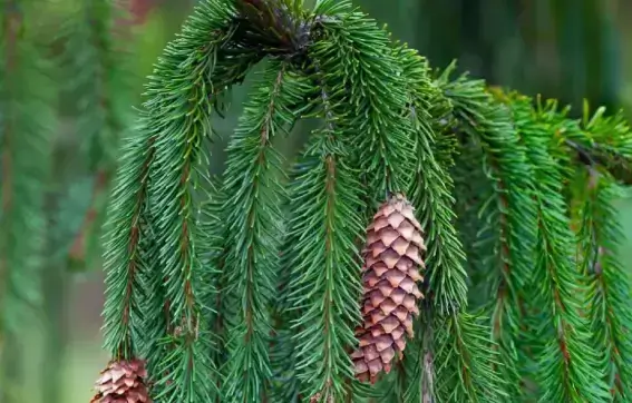 norway spruce 1 1 1 1 என்னது.. மரத்திலிருந்து தங்கம் அறுவடை செய்யலாமா..? பின்லாந்து விஞ்ஞானிகளின் அதிசய கண்டுபிடிப்பு..!!