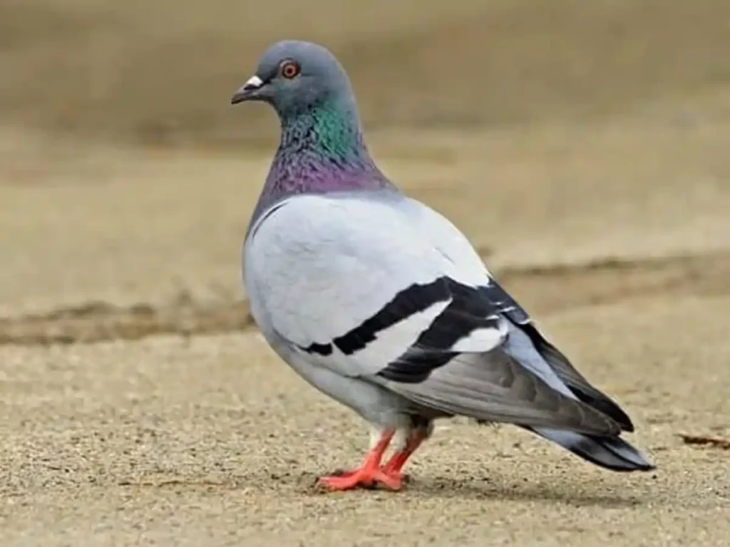 piegon புறாக்களால் எதிர்பாராத நோய்கள் வரலாம்.. பால்கனியில் இருந்தால் உங்களுக்கு ஆபத்து..! நிபுணர்கள் வார்னிங்!