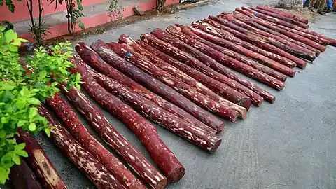 red sandal 2025 red sandal 2025