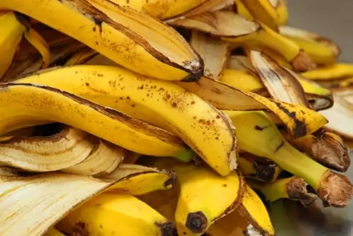 வாழைப்பழத் தோலை இப்படிப் பயன்படுத்தினால்… உங்கள் தலைமுடி  அடர்த்தியா வளரும்..!