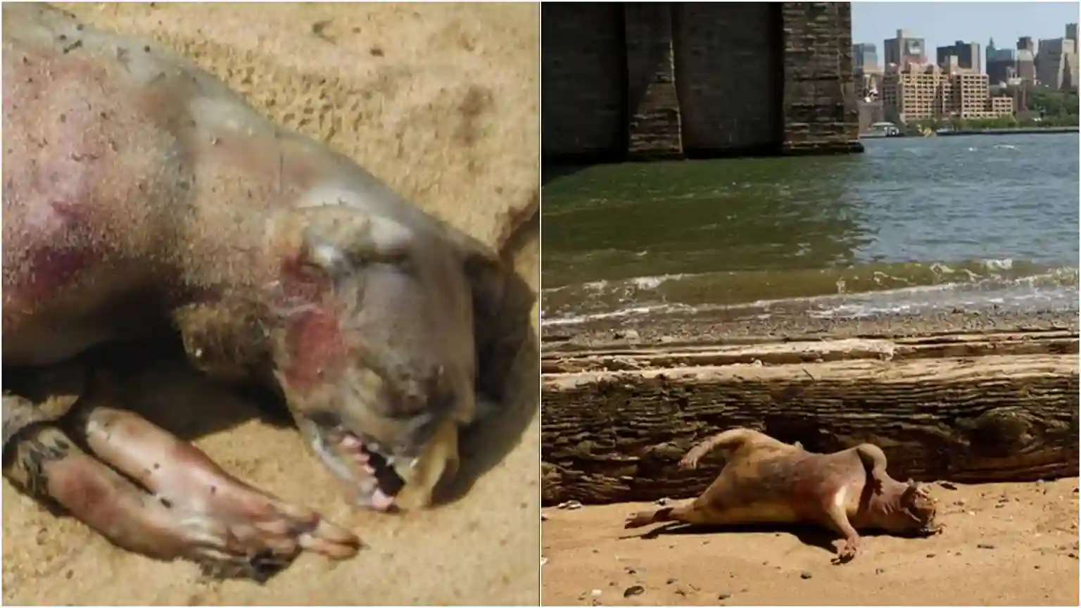 Montauk Monster 2025 Montauk Monster 2025