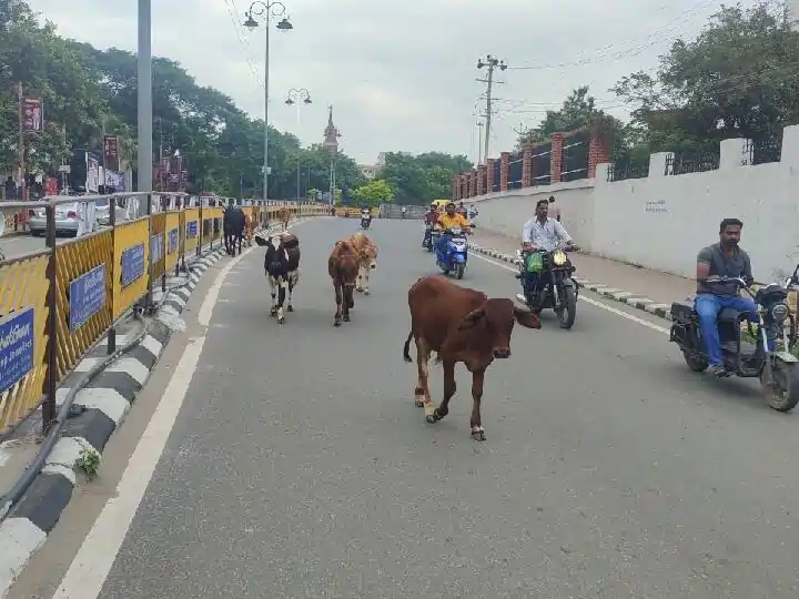 சாலையில் சுற்றித் திரியும் மாடுகளை  ஏலத்தில் விடுங்க.. நகராட்சி ஆணையர் அதிரடி உத்தரவு..!
