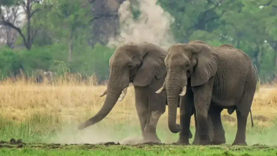 elehpants 1766201868 1 1