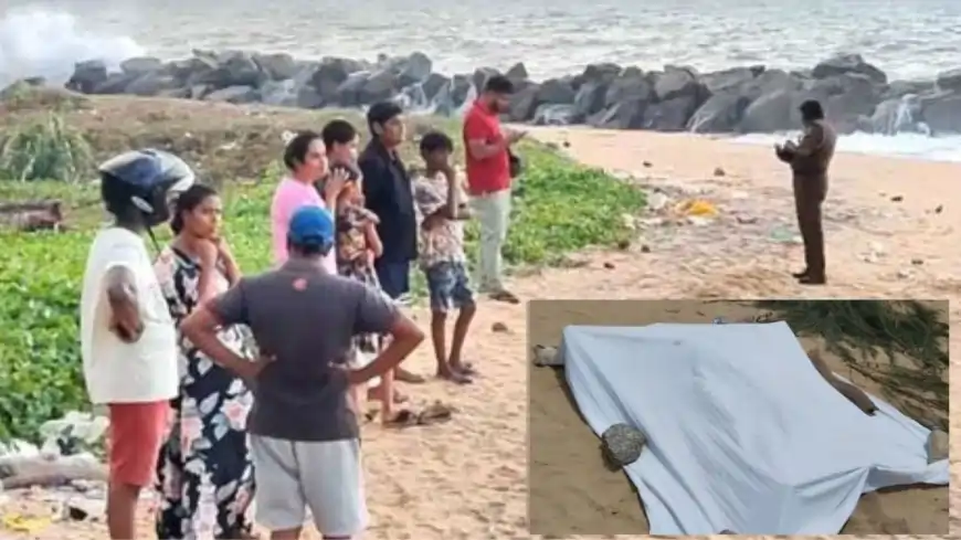 merina deadbody merina deadbody