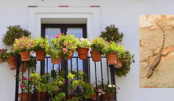 இந்த 5 செடிகளை வளர்த்தால்.. ஒரு பல்லி கூட உங்கள் வீட்டிற்குள் வராது..!!