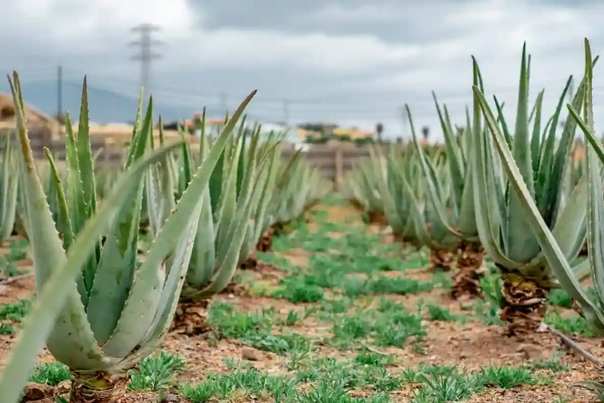 Aloe Vera 2026