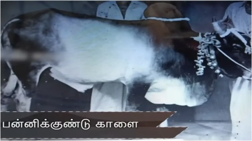 “ஊருக்கே செல்லப்பிள்ளை.. வாடிவாசலில் எமன்”..!! அடக்க முடியாமல் சுட உத்தரவு பிறப்பித்த பன்னிக்குண்டு காளையின் வரலாறு..!!