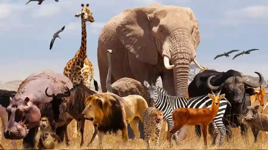 ரத்தம் மட்டுமே குடித்து வாழும் 5 பயங்கரமான விலங்குகள்.. நம்மை சுற்றியுள்ள ரத்தக்காட்டேரிகள் இவைதான்..!