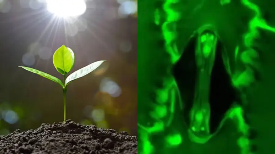 தாவரங்கள் சுவாசிப்பதை முதன்முறையாக காண முடியும்..! இந்த கண்டுபிடிப்பு ஏன் முக்கியமானது?