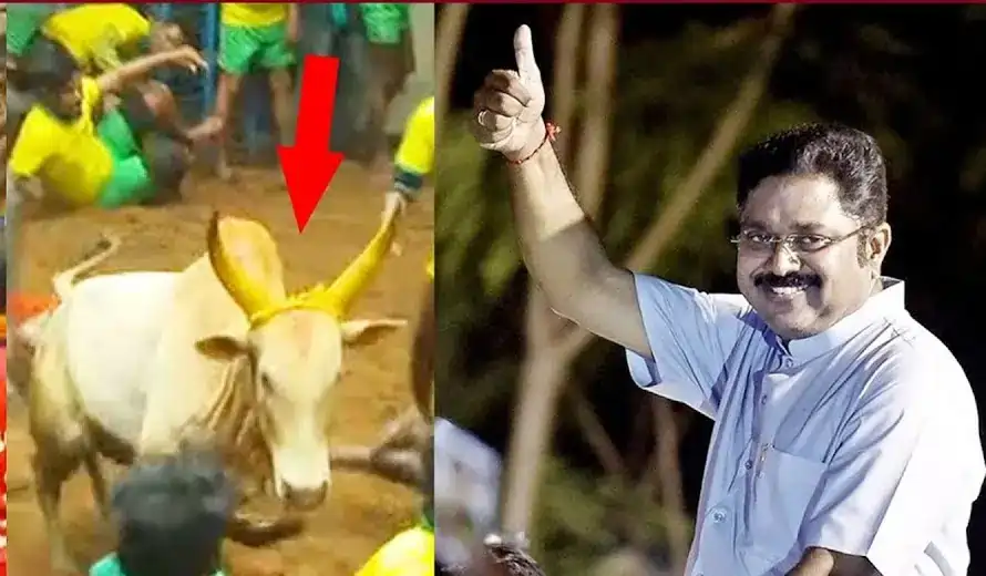 ttv dinakaran jallikattu ttv dinakaran jallikattu