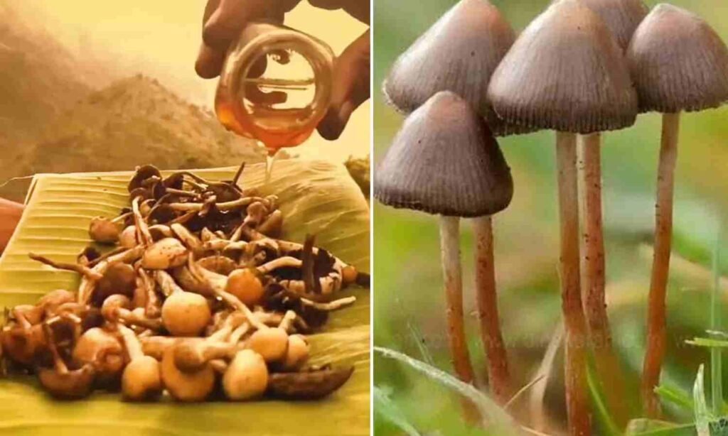 Mushroom 2026 Mushroom 2026