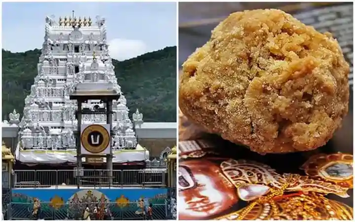 Tirupati Tirumala laddu 1