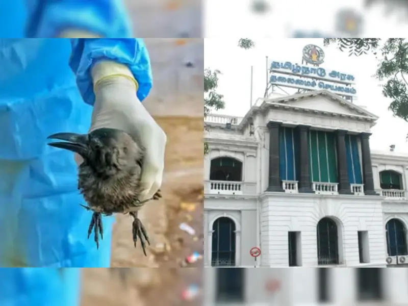 bird flu tn govt