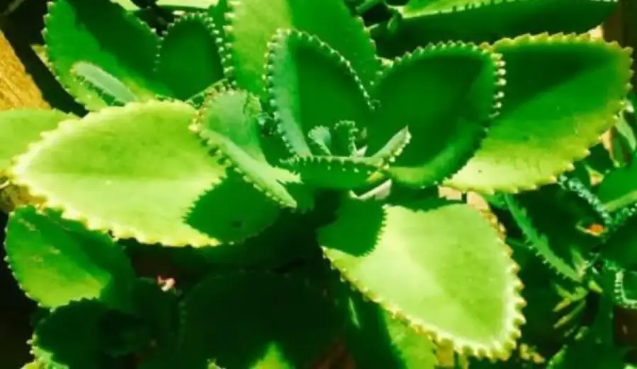 ranakalli plant ranakalli plant