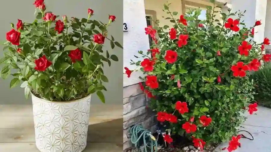 இந்த 5 பூச்செடிகளை வீட்டில் வளர்த்தால், உங்கள் குடும்பத்தில் சண்டை சச்சரவுகள் இருக்காது!