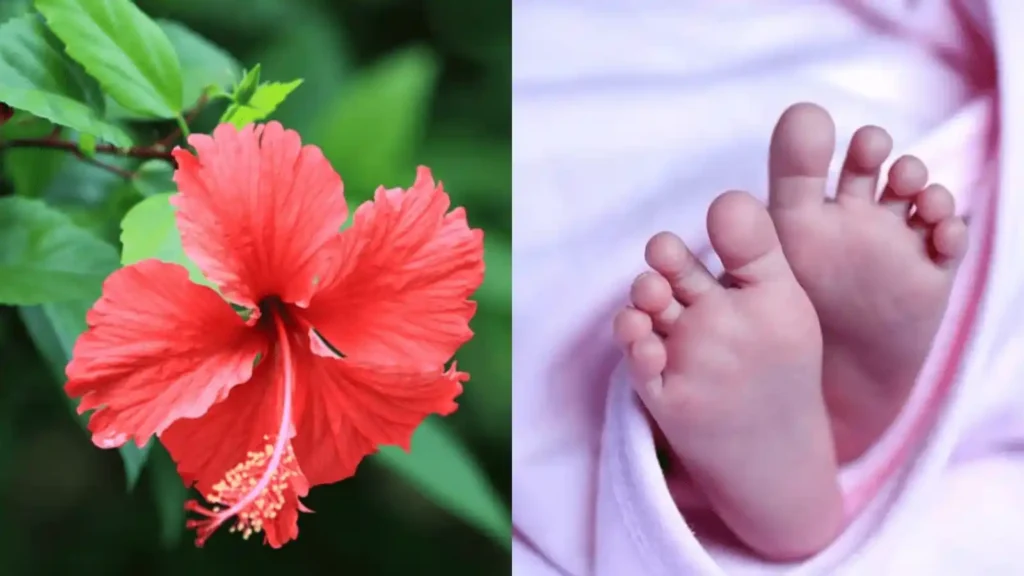 ஆறு மாத குழந்தைக்கு எமனாக மாறிய செம்பருத்திப் பூ.. மூச்சுத்திணறல் ஏற்பட்டு பலி..! ஷாக் சம்பவம்..