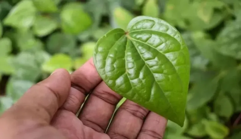 betel leaf 1 betel leaf 1