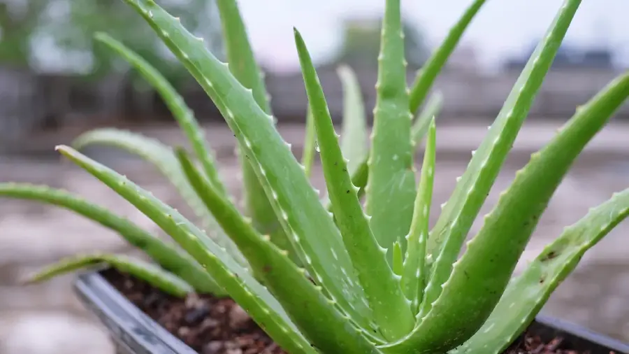 aloe vera plant 1