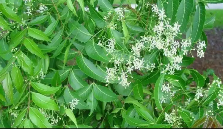 neem flower