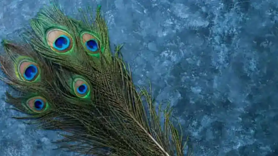 வீட்டில் இந்த திசையில் மயிலிறகுகளை வைத்தால், துரதிர்ஷ்டம் வரும்..! பணம் தங்காது..!