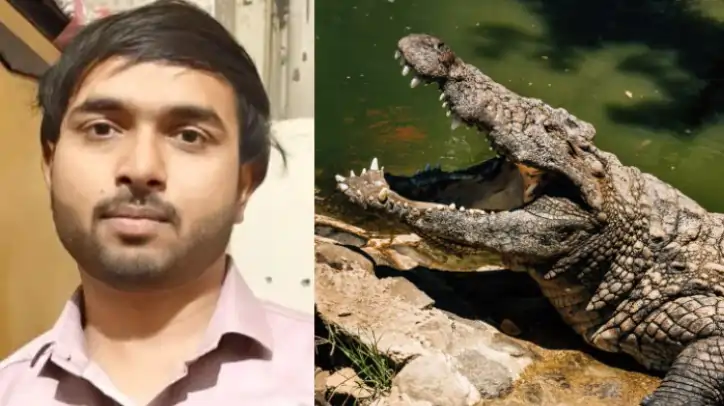 crocodile
