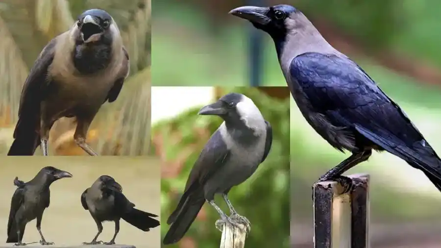 காகங்களுக்குக் கோபம் வருமா? புதிய ஆய்வில் வியக்க வைக்கும் தகவல்கள்..!