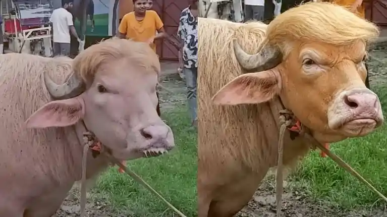 erumais