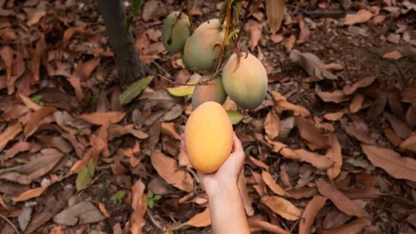 mango 1