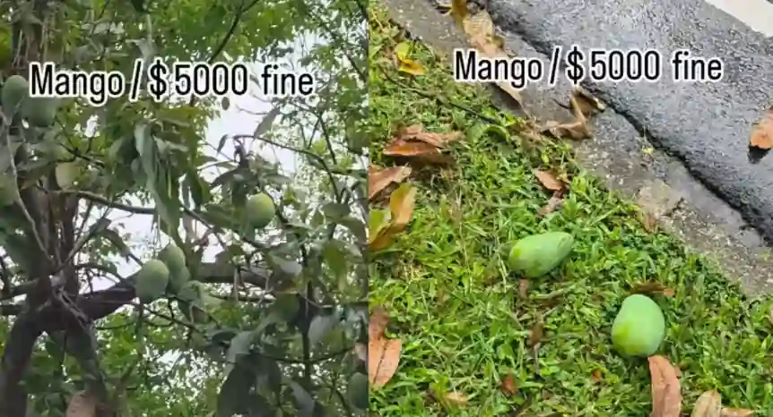 mango fine