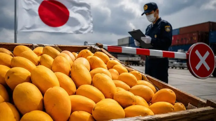 mangoes japan mangoes japan