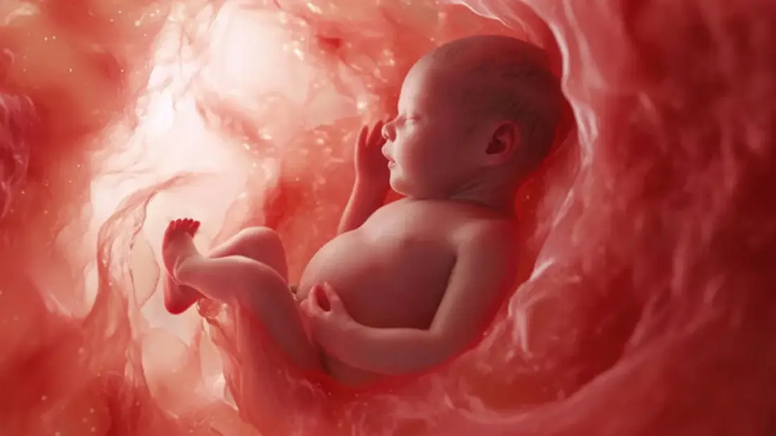 air pollution harms babies in the womb 1