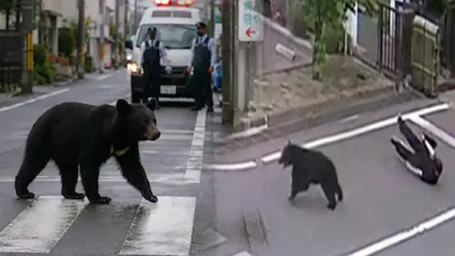 black bear in japan 1