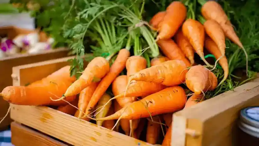 carrot