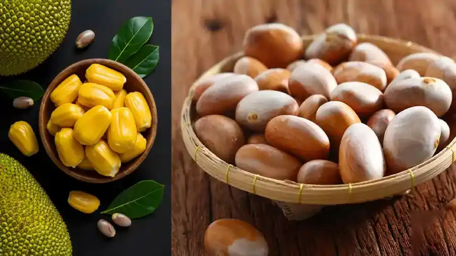 jackfruit seeds 1 1