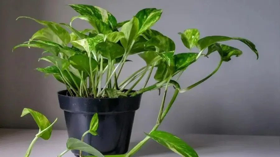 money plant 1