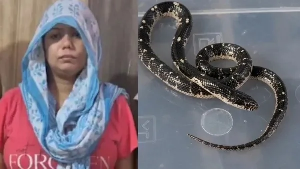 ரூ.15 ஆயிரத்திற்கு கட்டுவிரியன் பாம்புகளை வாங்கிய பெண்; விசாரணையில் வெளியான அதிர்ச்சி தகவல்!