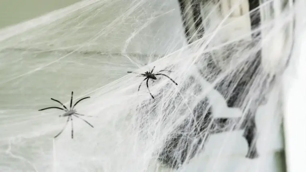 house spider