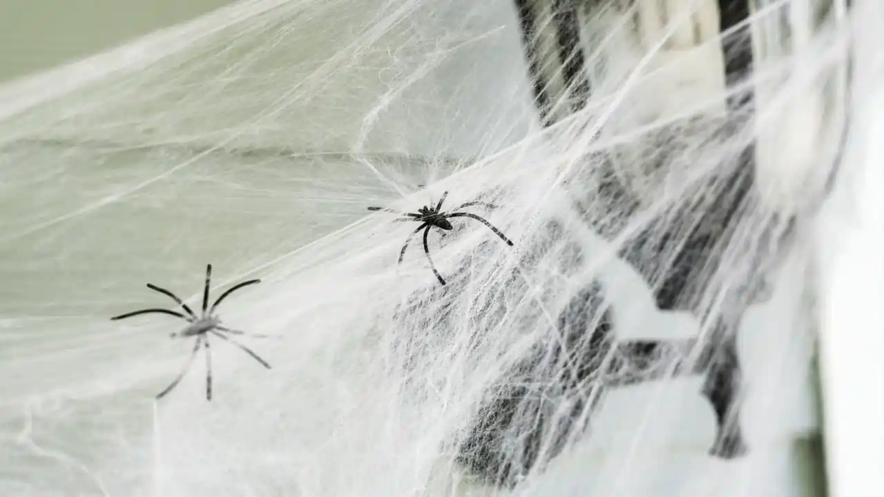 house spider