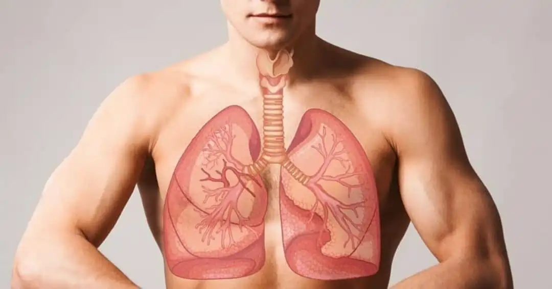 man with lungs graphic 1080x567 1 man with lungs graphic 1080x567 1