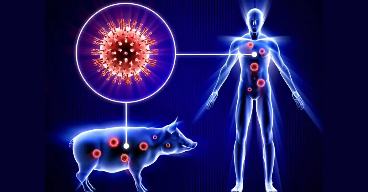 Swine Flu 2026