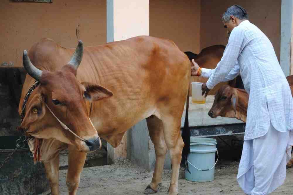 ஆஹா… இது புது ஐடியாவா இருக்கே!. 1 லிட்டர் கோமியம் ரூ.10!. யோகி அரசின் புதிய திட்டம்!.