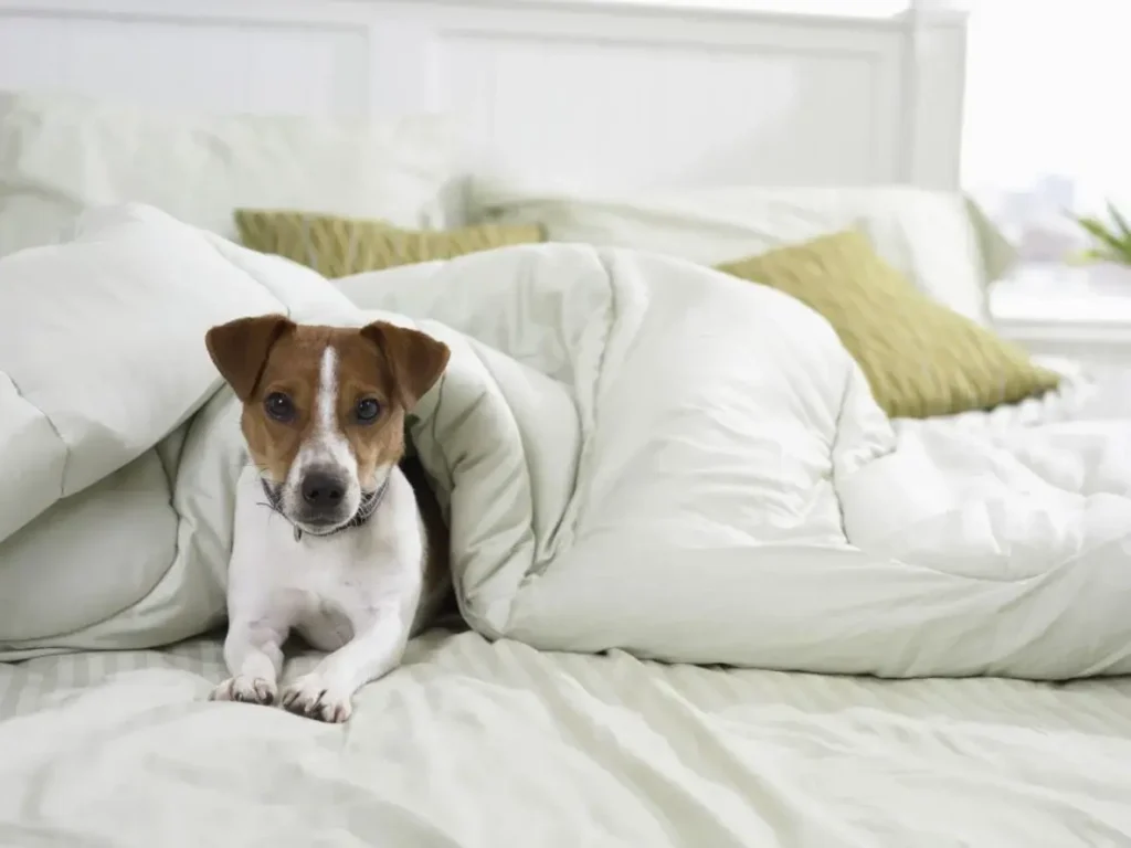 dog on bed 56f3efd53df78ce5f8416e46 1