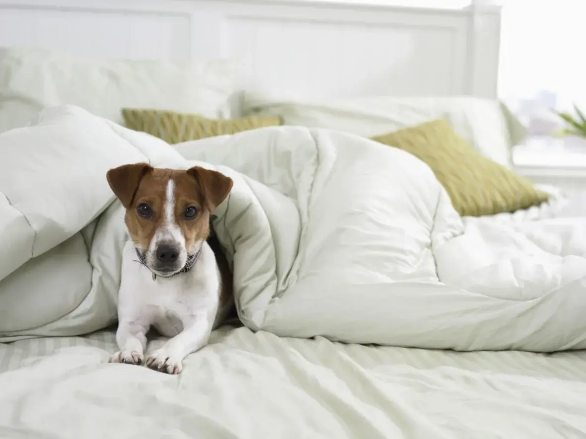 dog on bed 56f3efd53df78ce5f8416e46 1