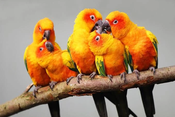 Birds 2026