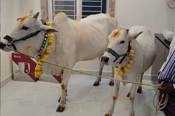 Cow 2026 Cow 2026