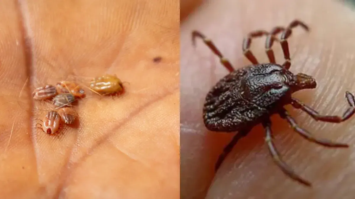 Tick ​​Fever 2026