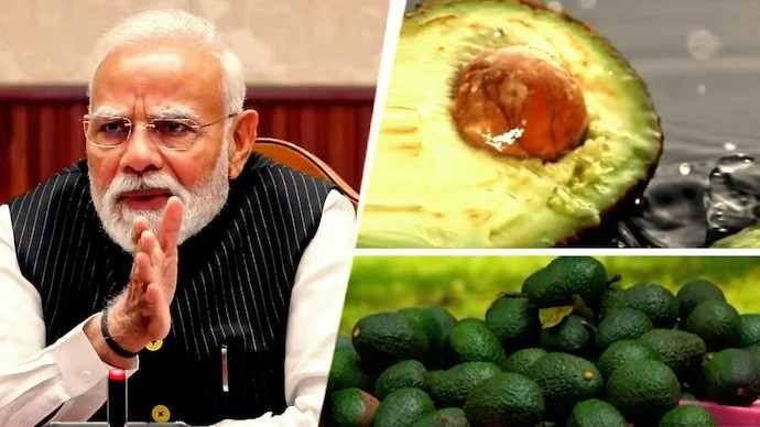 avocado pm modi 30kb avocado pm modi 30kb